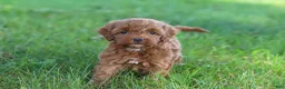 Cockapoo dogs for sale: Willow - Ad 7