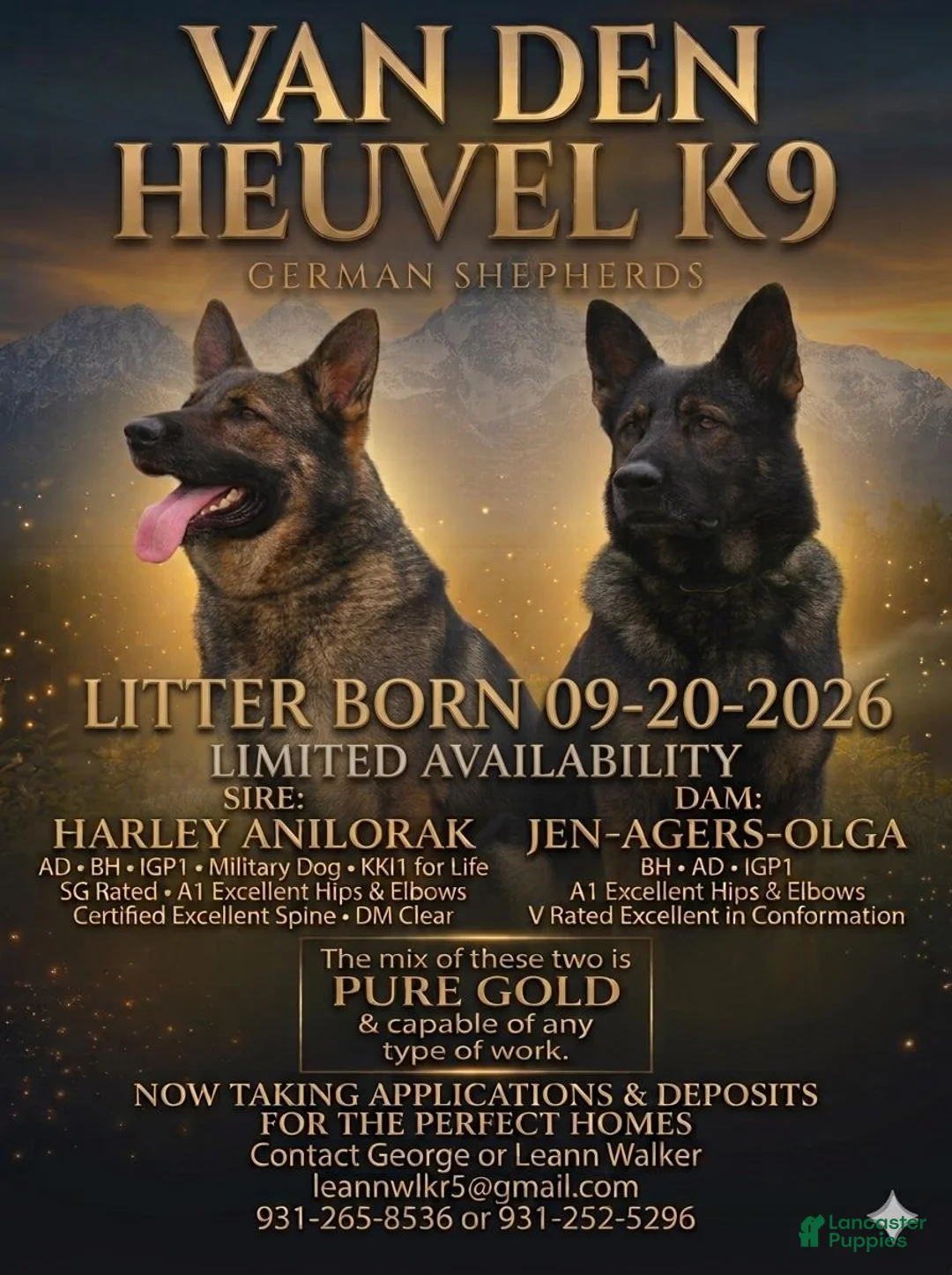 German Shepherd dogs for sale: German Shepherd 5 - Ad 3