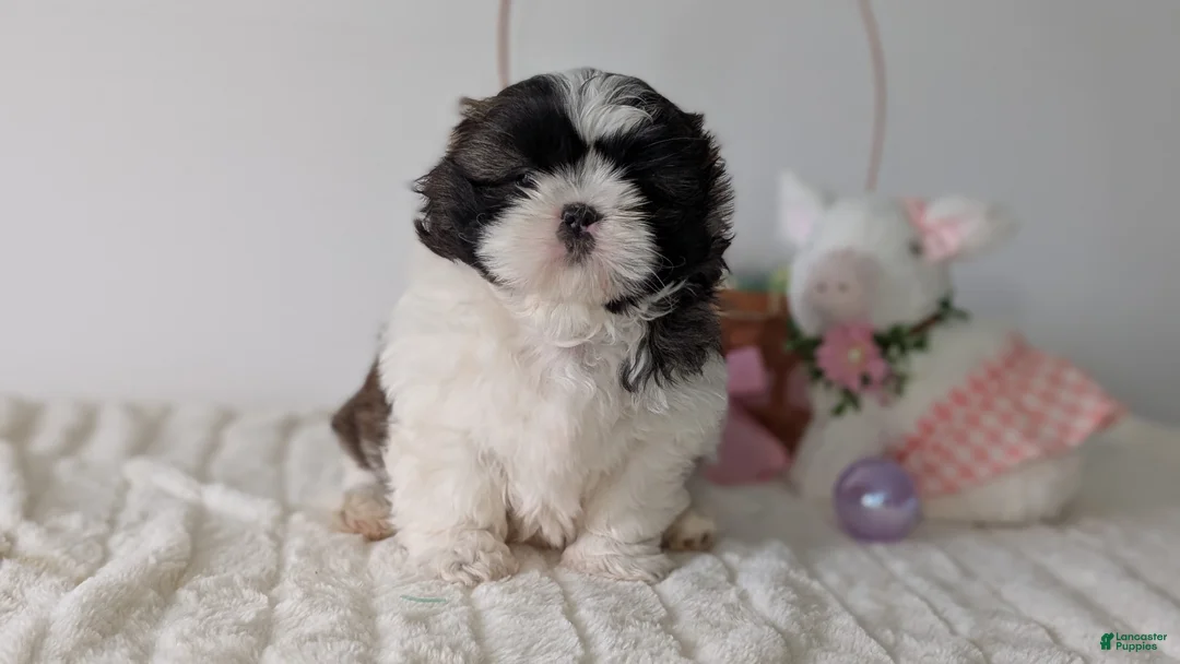 Shih Tzu dogs for sale: Eden - Ad 2