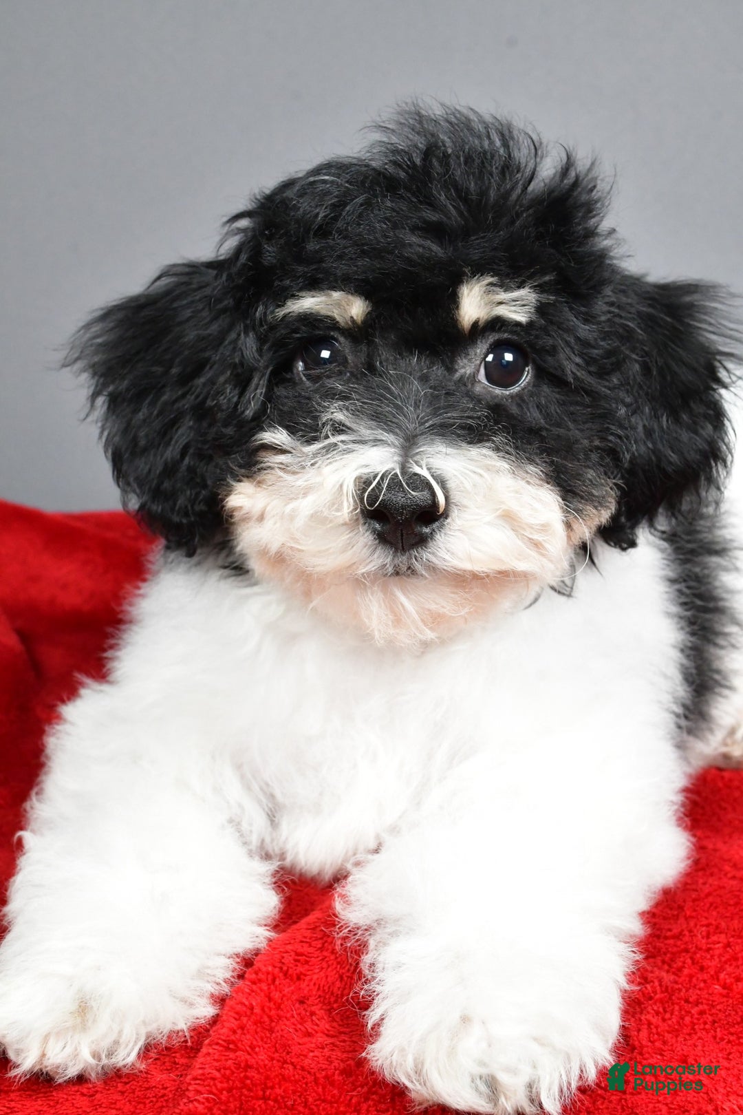 Bichpoo dogs for sale: knox - Ad 4