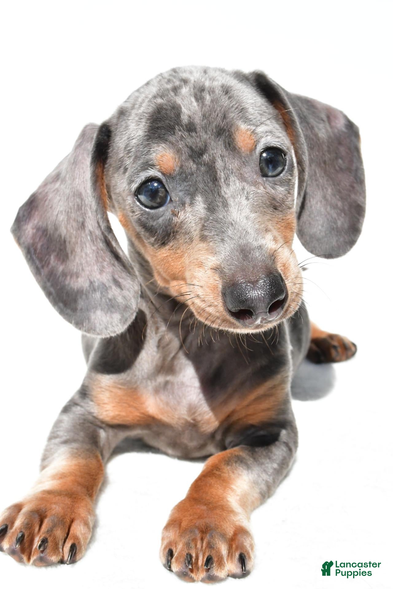 Dachshund dogs Teddy - Ad 2