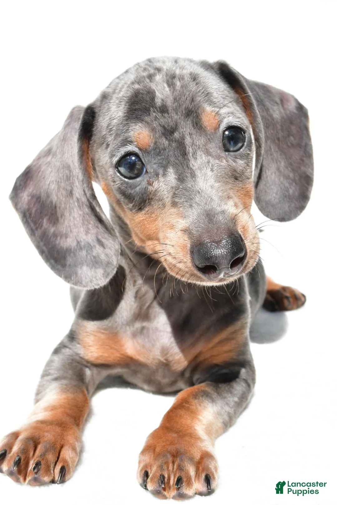 Dachshund dogs for sale: Teddy - Ad 2