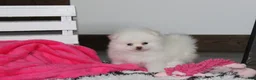 Pomeranian dogs for sale: Reese - Ad 10