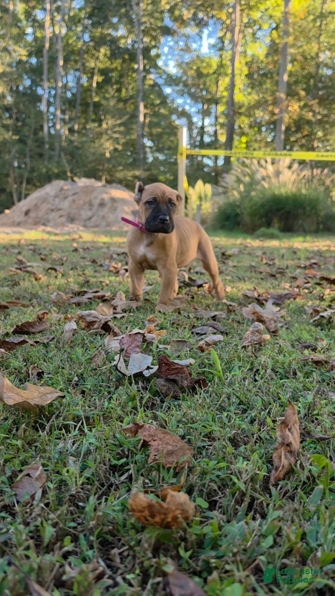 Cane Corso dogs for sale: Cane Corso 2 - Ad 2