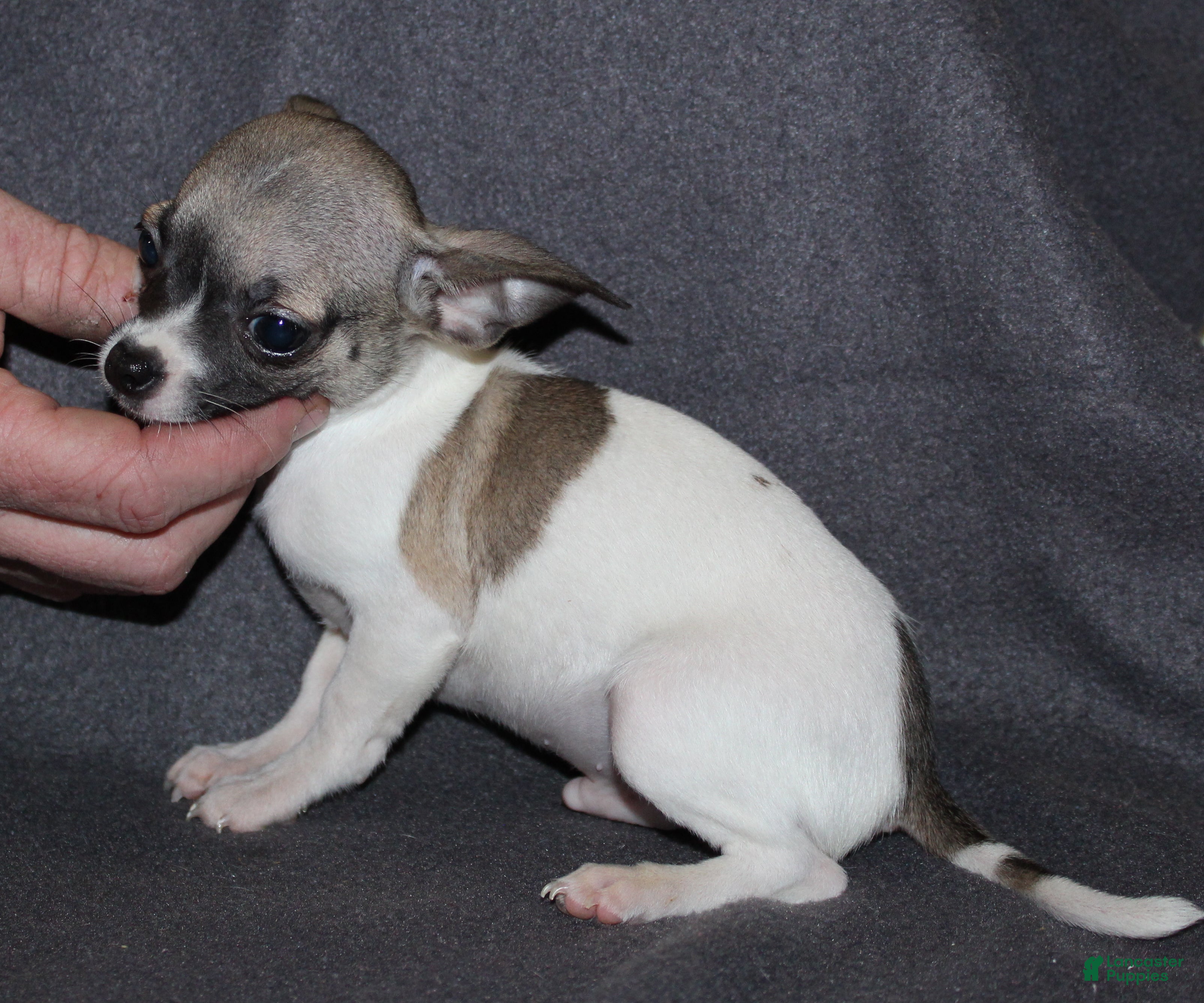 Chihuahua dogs Junior - Ad 3