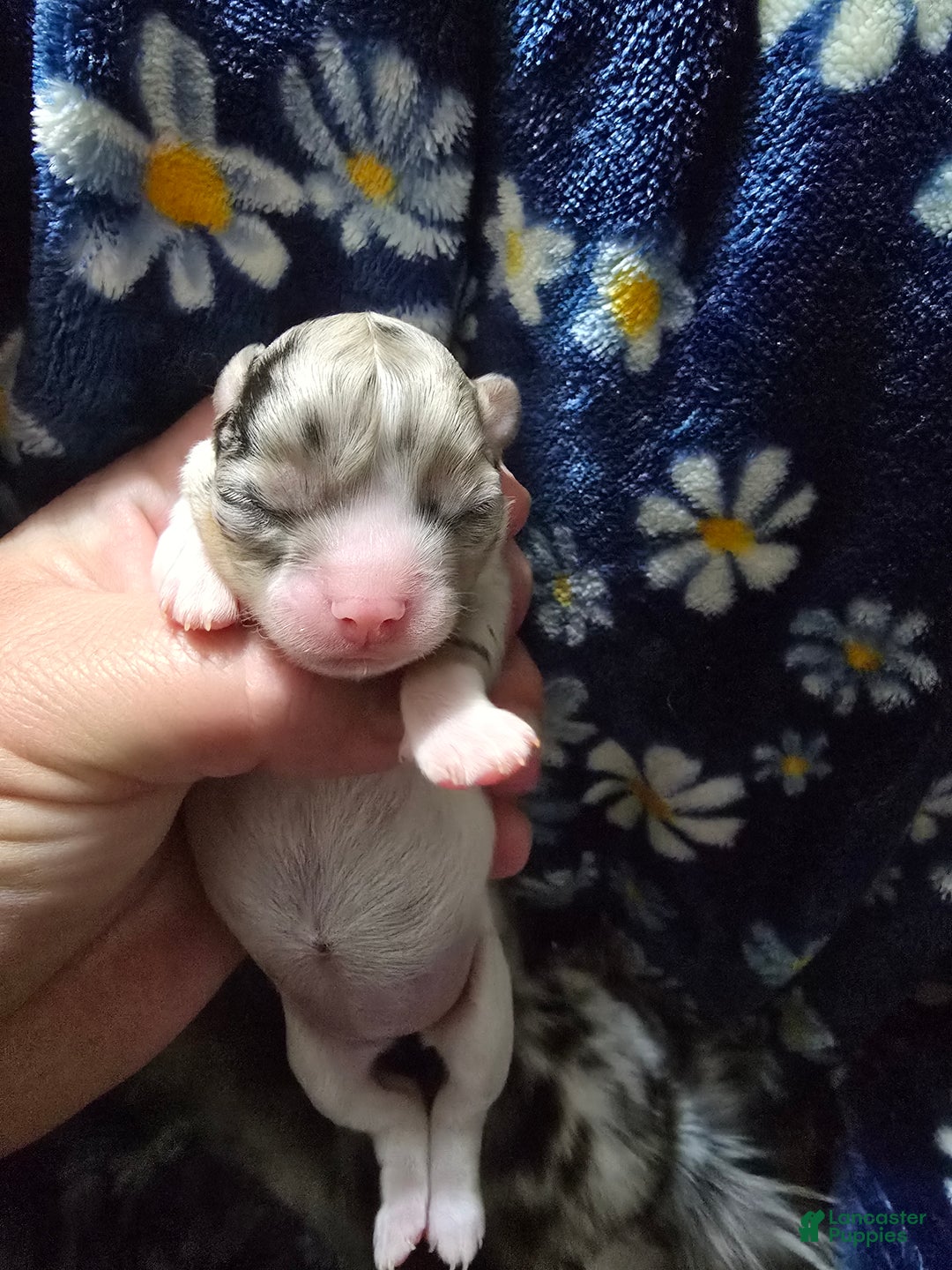 Chihuahua dogs for sale: Mercedes - Ad 1