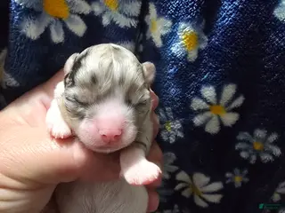 Chihuahua dogs Mercedes - Ad 35