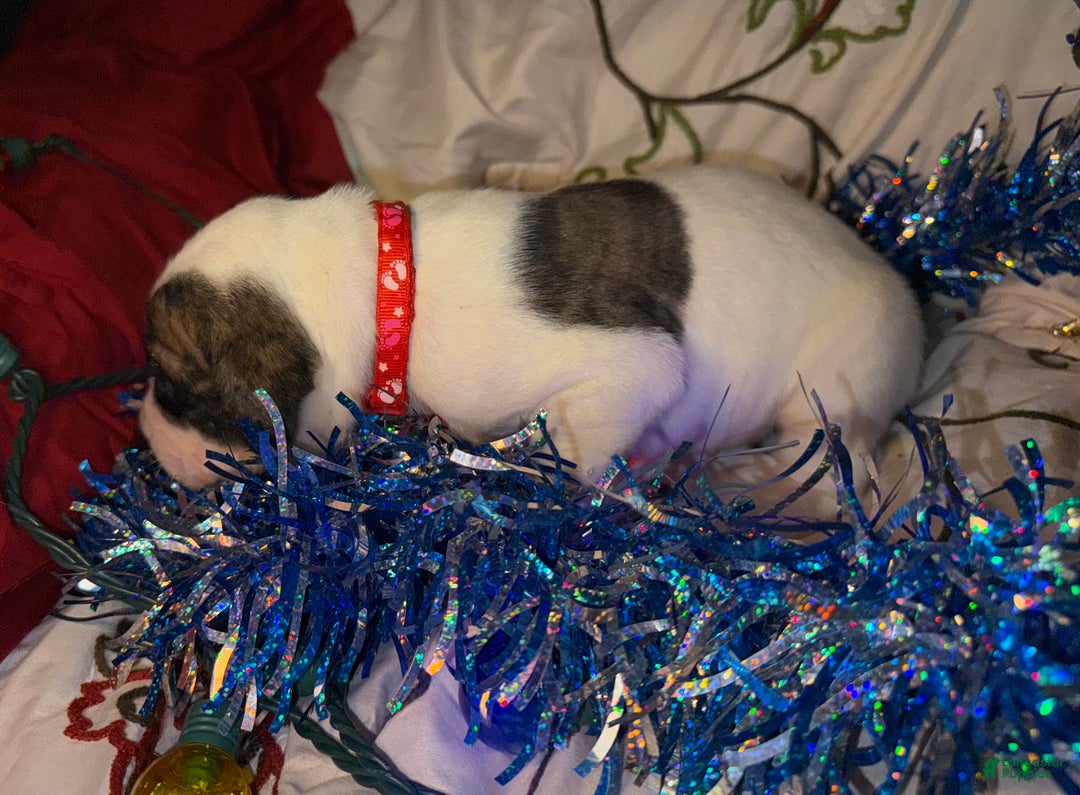 Great Dane dogs for sale: Howard - Ad 11