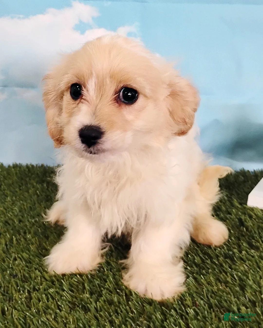 Cavachon dogs for sale: Teddy - Ad 5