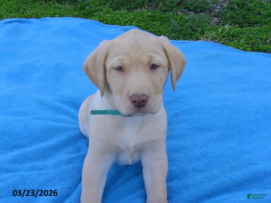 Labrador Retriever dogs Bear - Ad 1