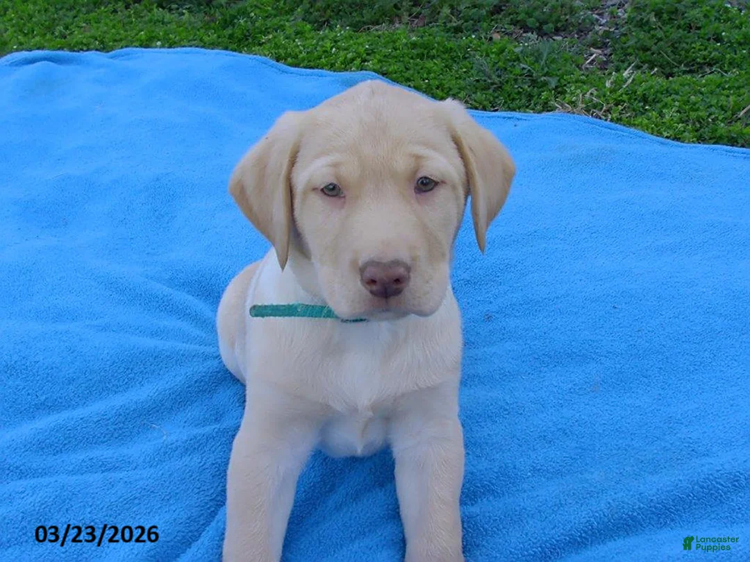 Labrador Retriever dogs for sale: Bear - Ad 1