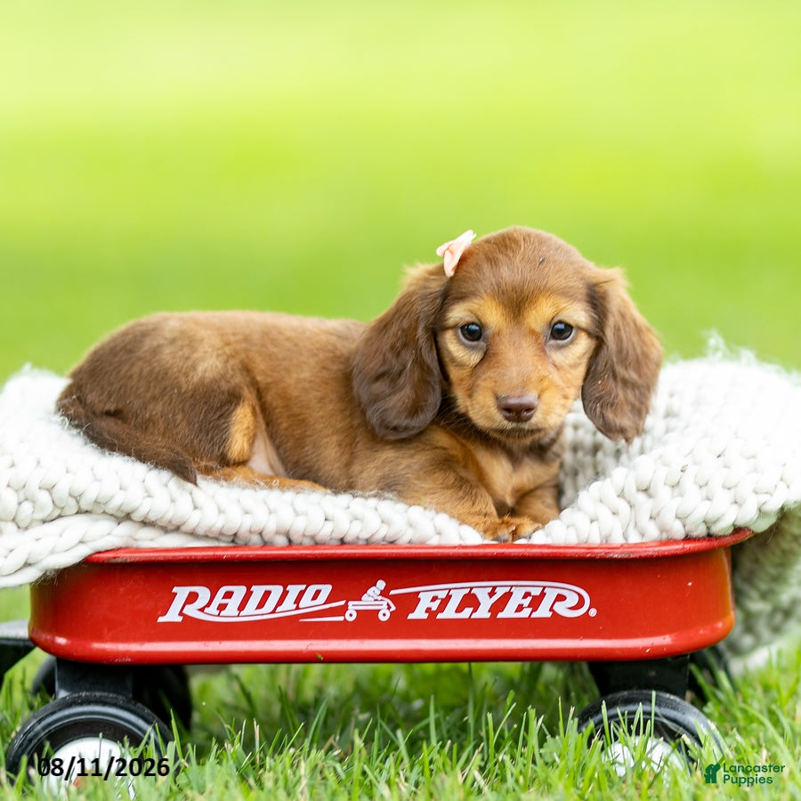 Miniature Dachshund dogs Bella - Ad 2