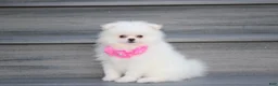 Pomeranian dogs for sale: Reese - Ad 6