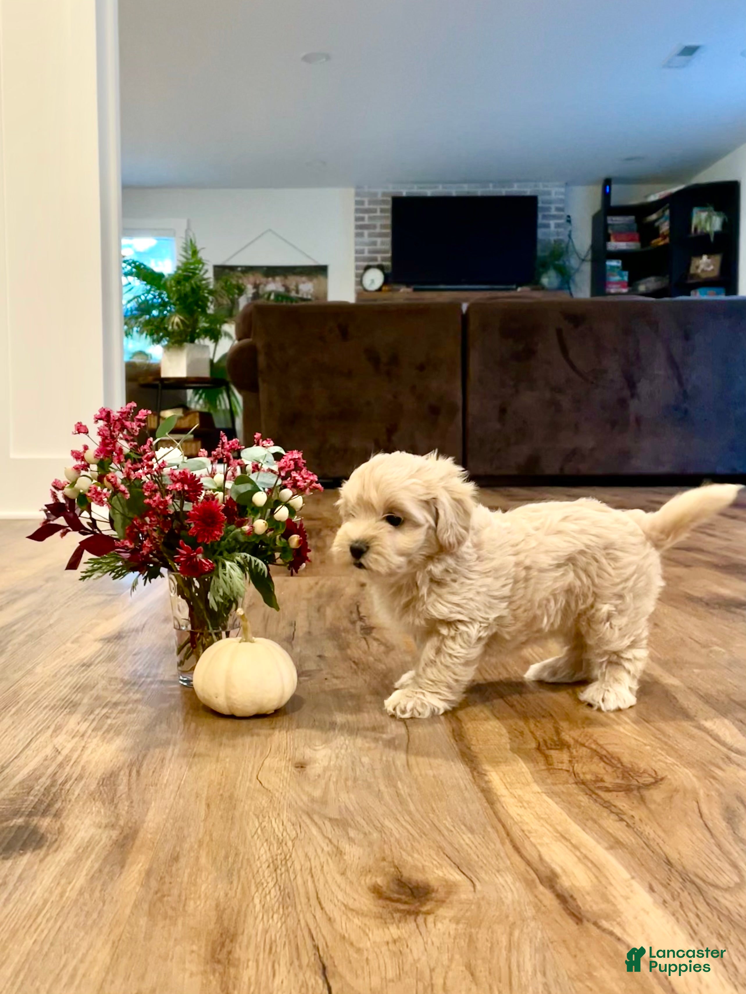 Maltipoo dogs for sale: Willow - Ad 2