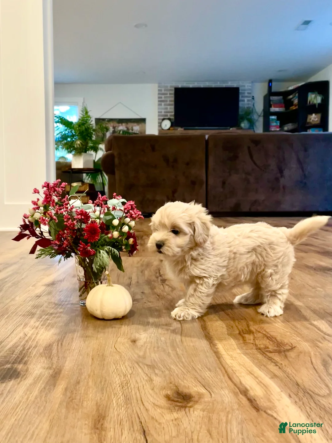 Maltipoo dogs for sale: Willow - Ad 2