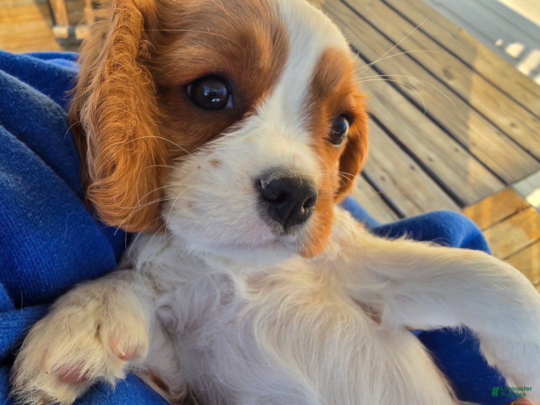 Cavalier King Charles Spaniel dogs for sale: Saphire Female pup - Ad 3