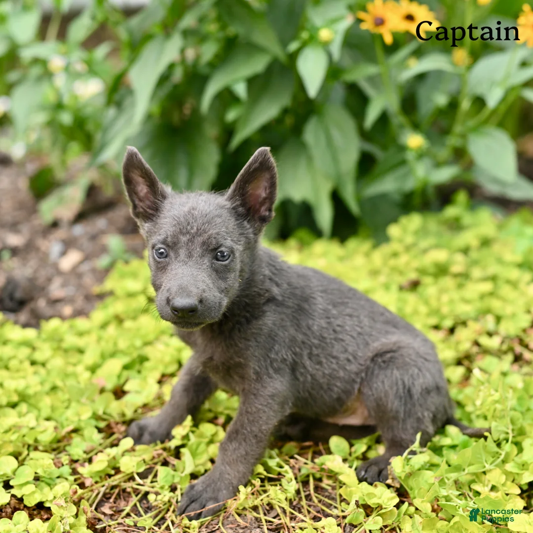 German Shepherd dogs for sale: Captain  - Ad 5