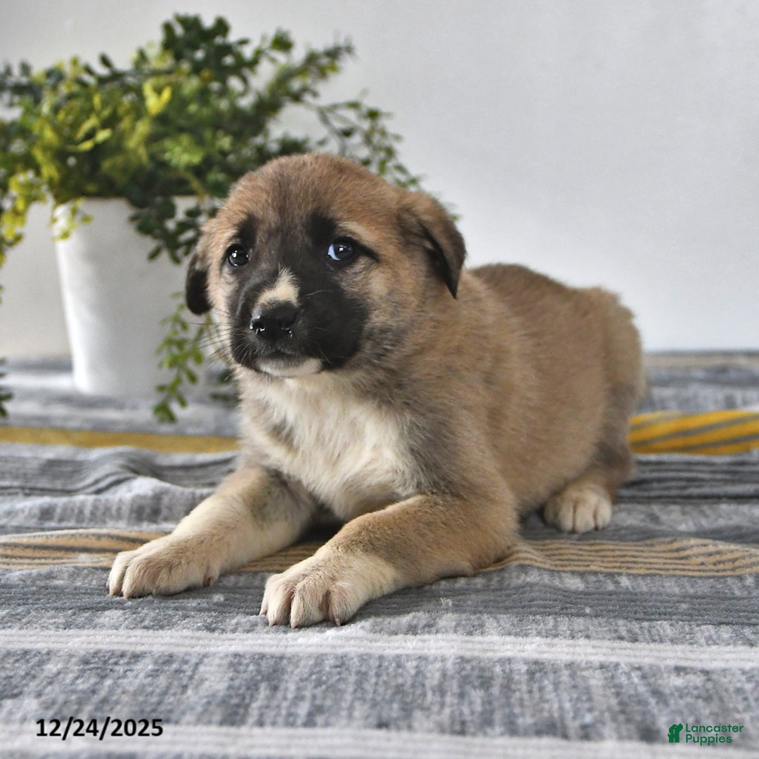 Mixed Breed dogs for sale: Chloe - Ad 2