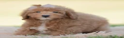 Mini Goldendoodle dogs for sale: Teddy bear - Ad 6
