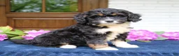 Mini Bernedoodle dogs for sale: Dixie  - Ad 4