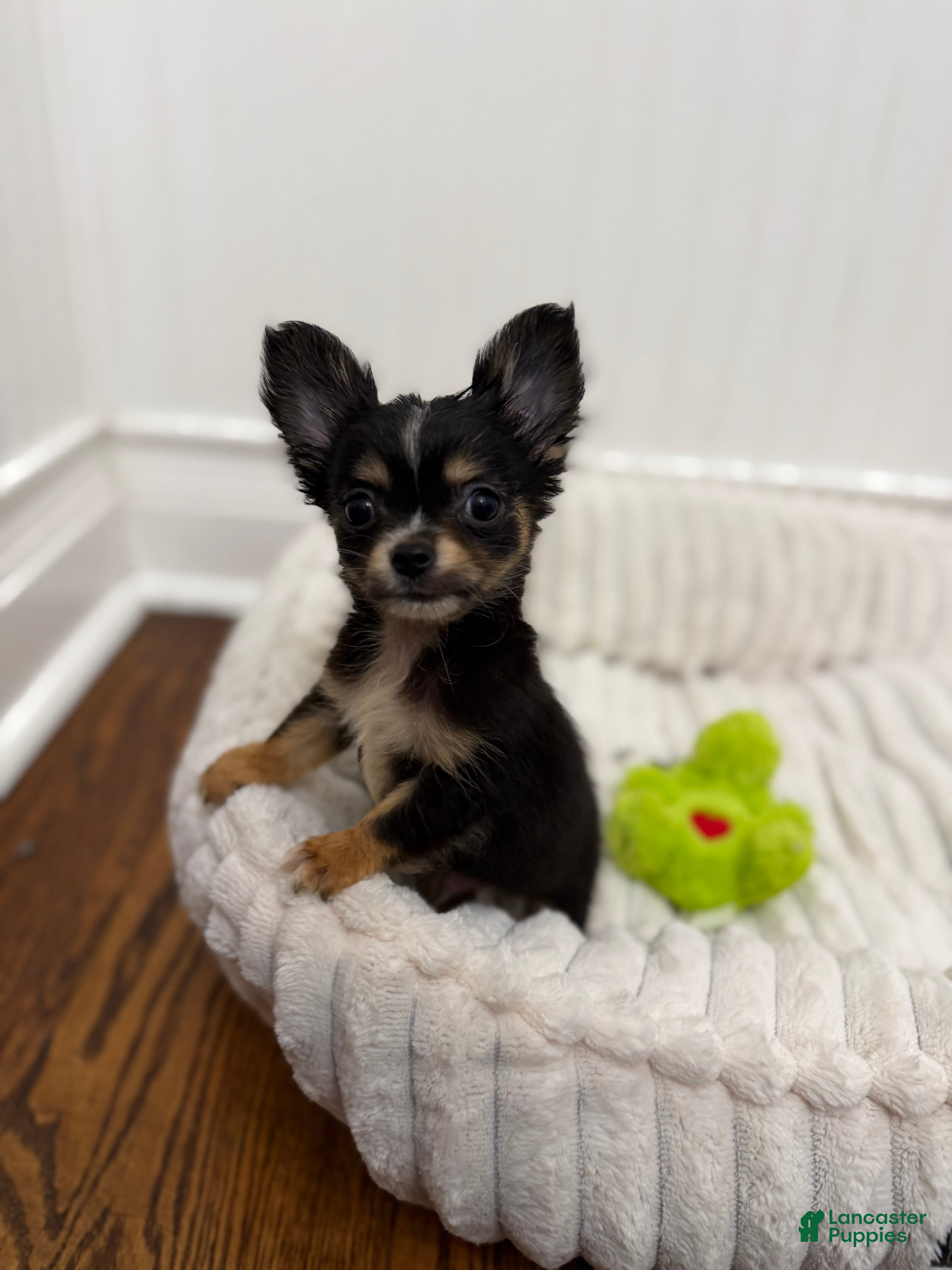Chihuahua dogs Teacup Teddy Only 3lbs fully grown - Ad 2
