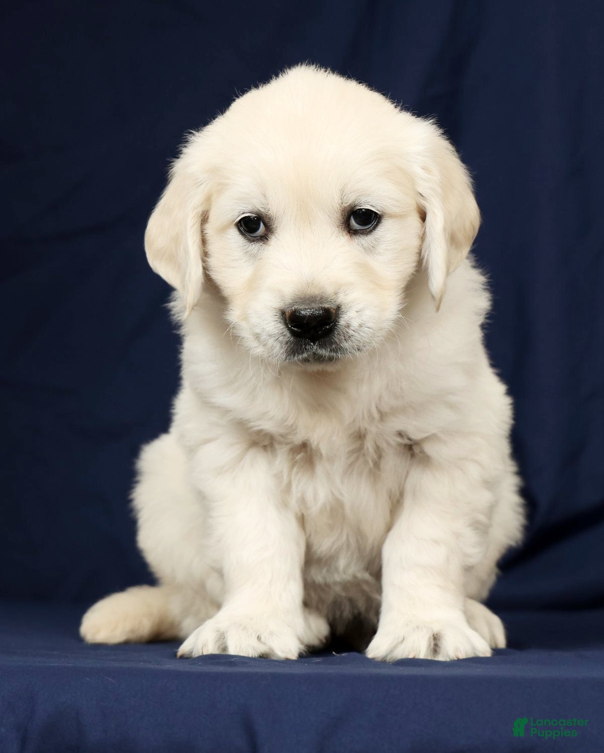 Golden Retriever dogs Titan - Ad 2