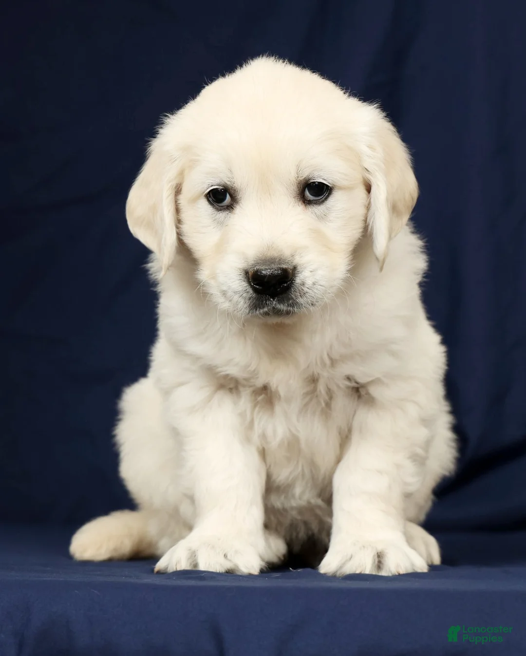 Golden Retriever dogs for sale: Titan - Ad 2