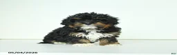 Havapoo dogs for sale: Harley - Ad 4