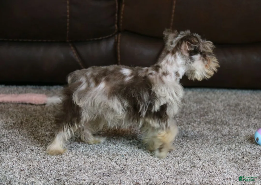 Miniature Schnauzer dogs for sale: Cosmo - Ad 4