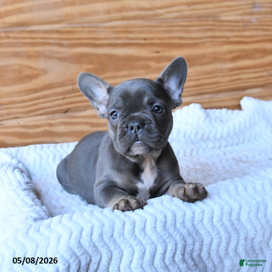 French Bulldog dogs for sale: Holly - Ad 1