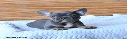 French Bulldog dogs for sale: Holly - Ad 1