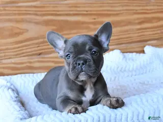 French Bulldog dogs for sale: Holly - Ad 1