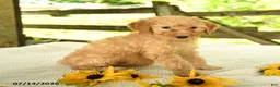 Mini Goldendoodle dogs for sale: Trudy - Ad 9