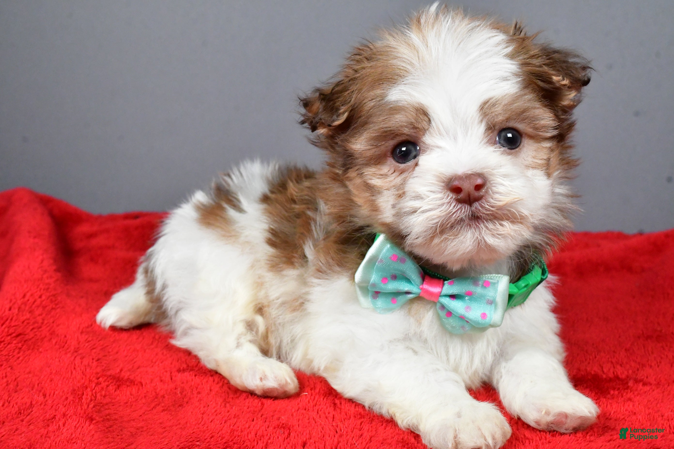 Havanese dogs Clifford - Ad 39