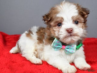 Havanese dogs Clifford - Ad 39