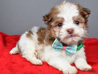 Havanese dogs Clifford - Ad 40