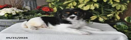 Cavalier King Charles Spaniel dogs for sale: Daisy - Ad 3