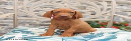 Vizsla dogs for sale: Reba - Ad 2