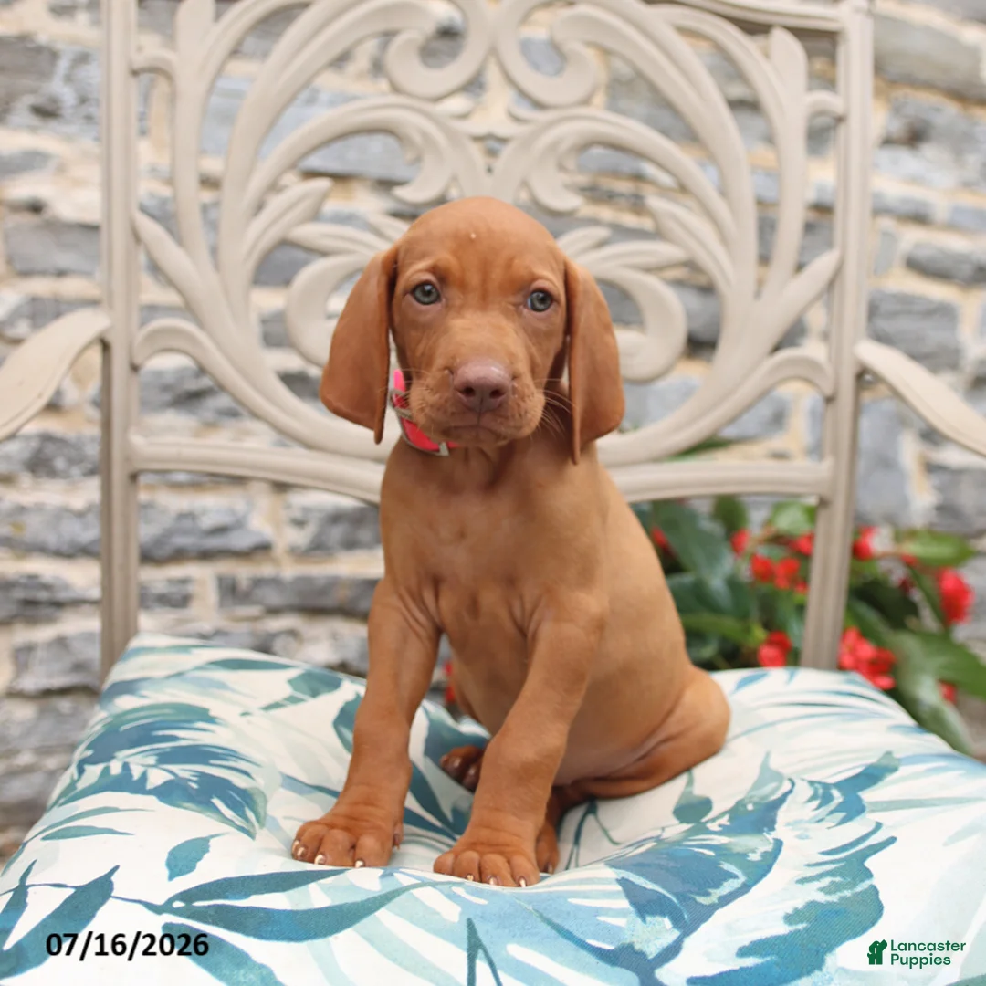 Vizsla dogs for sale: Reba - Ad 2