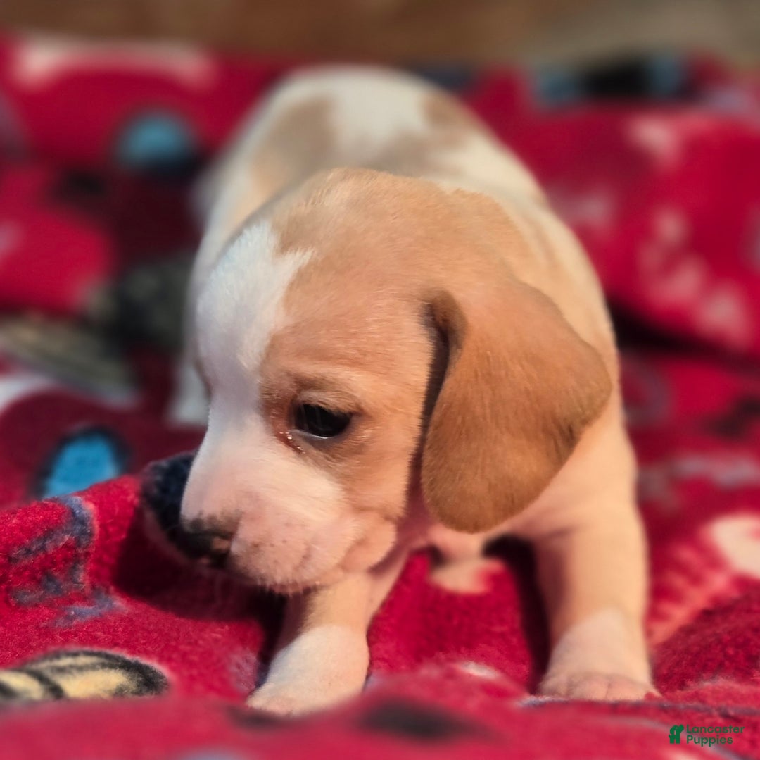 Beagle dogs for sale: Sage Queen Elizabeth Pocket Beagle - Ad 6