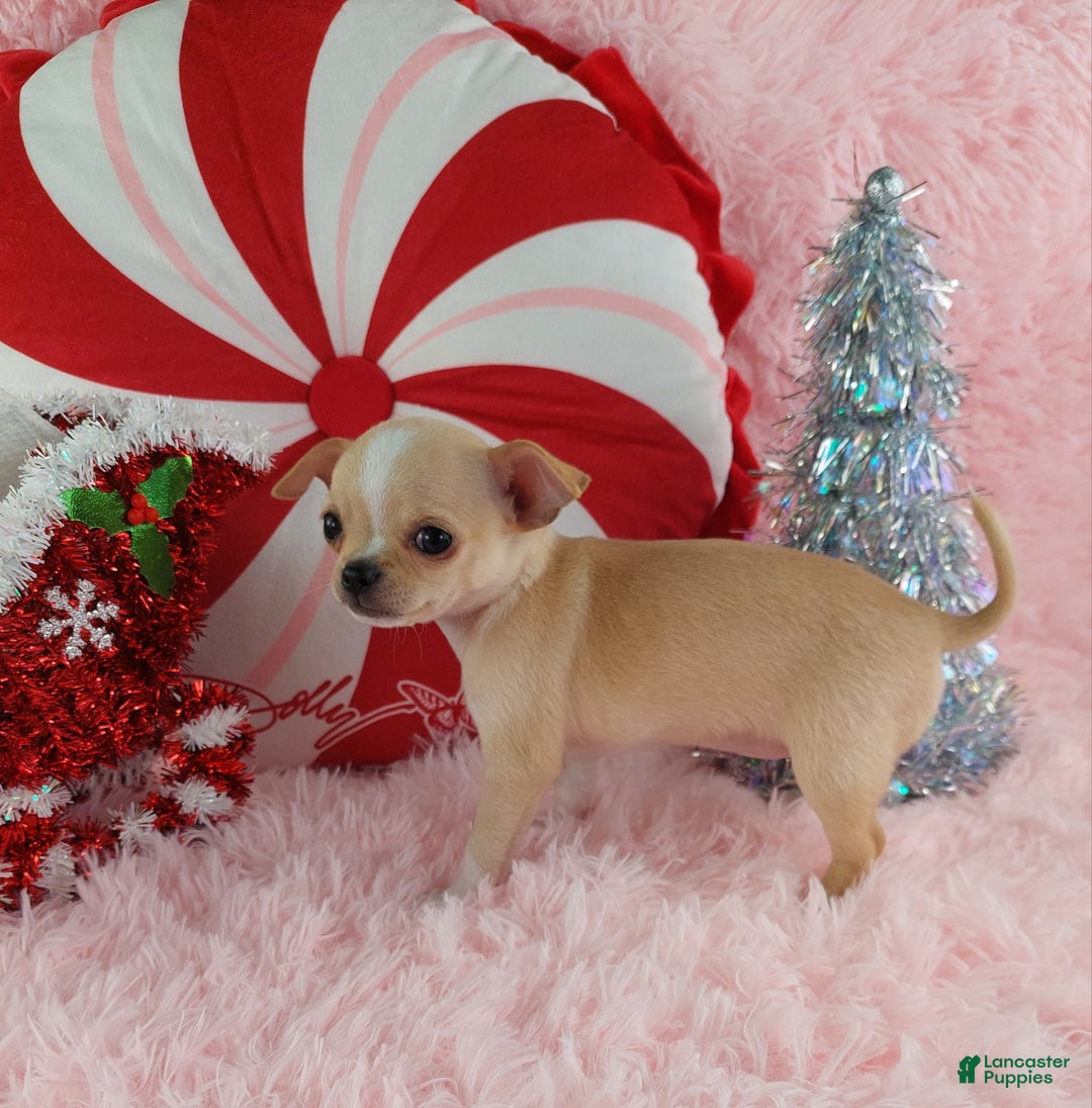 Chihuahua dogs for sale: Chihuahua Puppy 2 - Ad 7