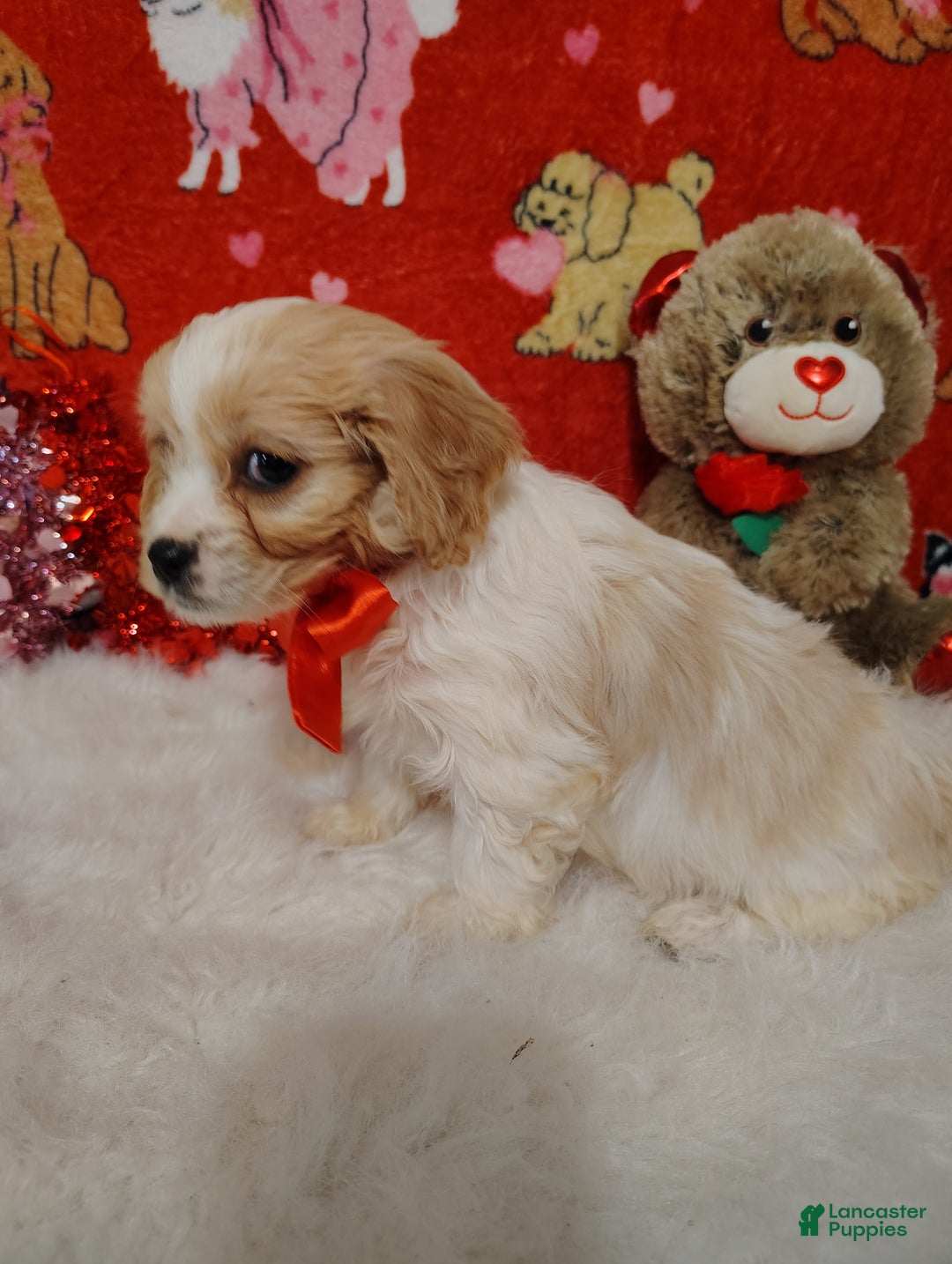 Cavapoo dogs for sale: Lola - Ad 3