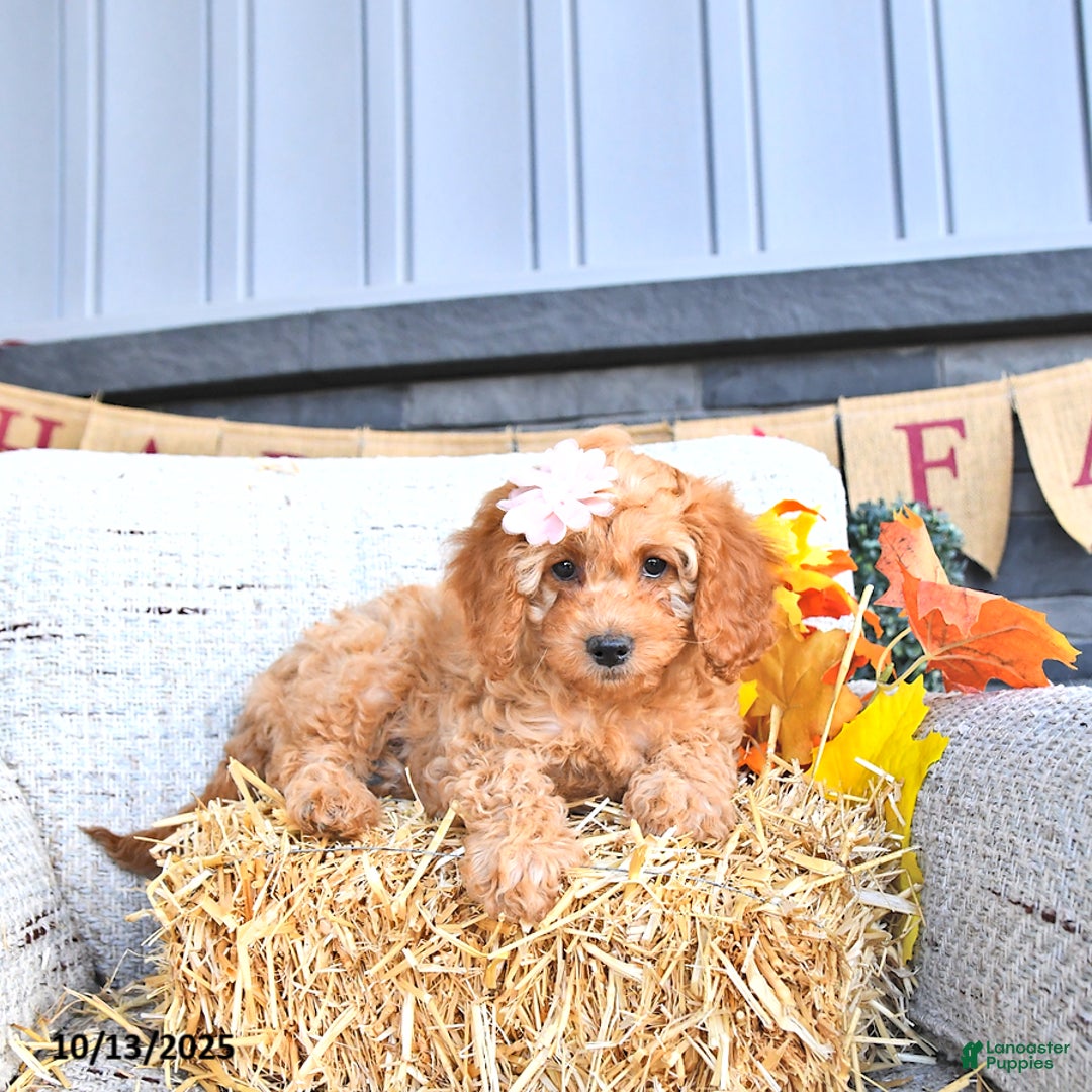 Cavapoo dogs for sale: Oakley - Ad 7