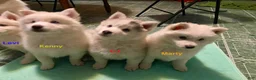 Pomsky dogs for sale: Marty - Ad 7
