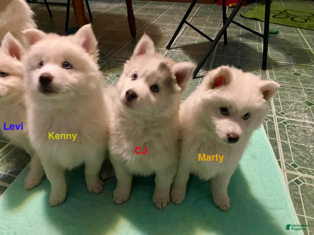 Pomsky dogs for sale: Marty - Ad 7