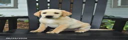 Labrador Retriever dogs for sale: Sneakers - Ad 4
