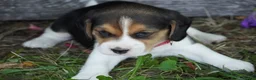 Beagle dogs for sale: Ranger - Ad 3