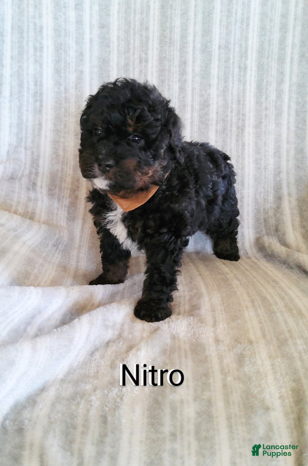 Mini Bernedoodle dogs for sale:  Nitro  - Ad 2