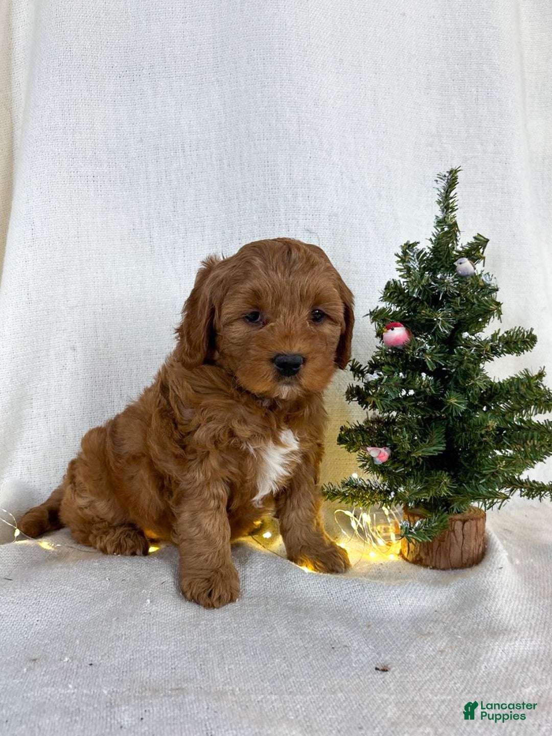 Mini Goldendoodle dogs for sale: Ivy - Ad 8