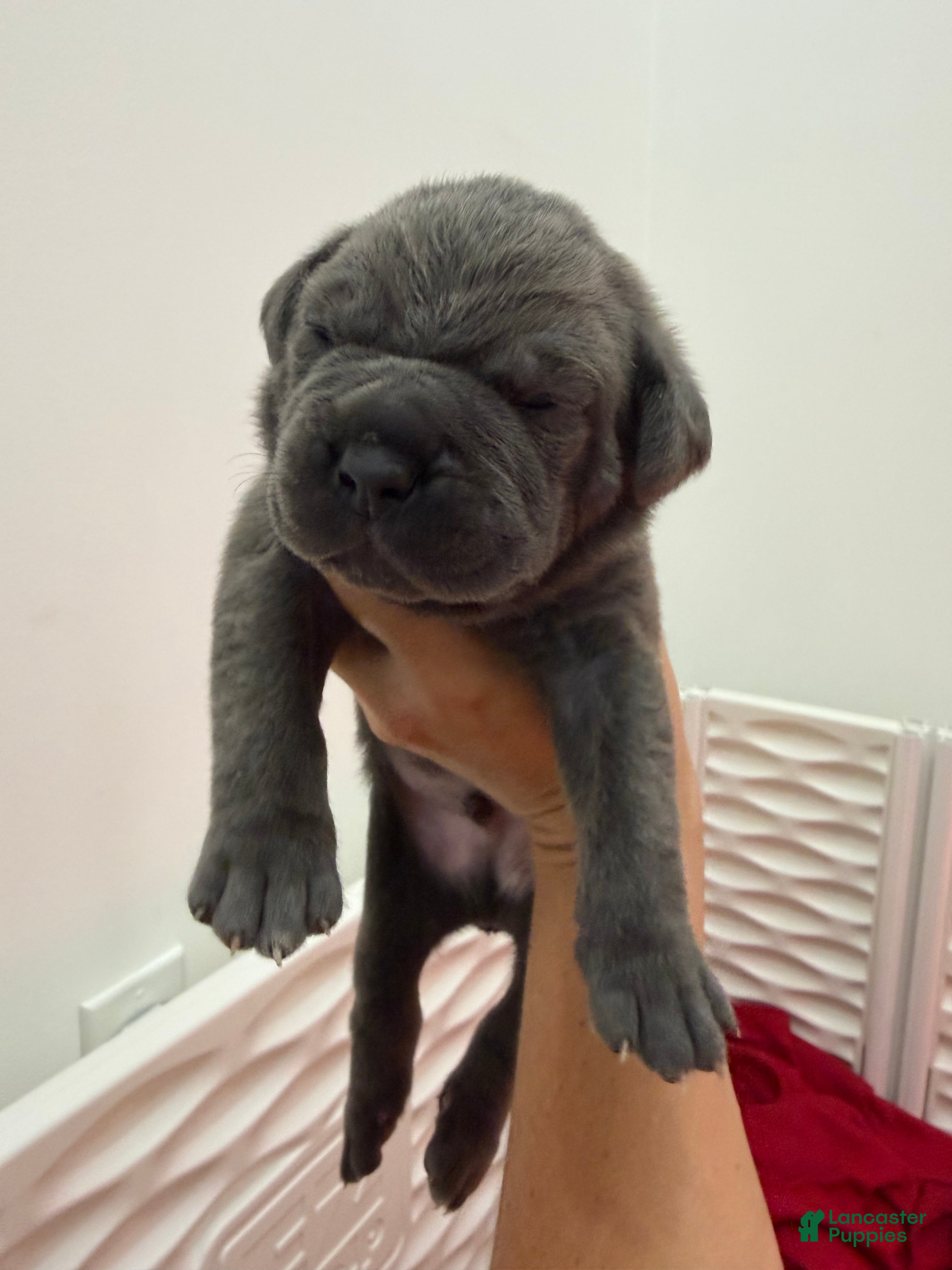 Cane Corso dogs Light Pink Collar - Janice  - Ad 1